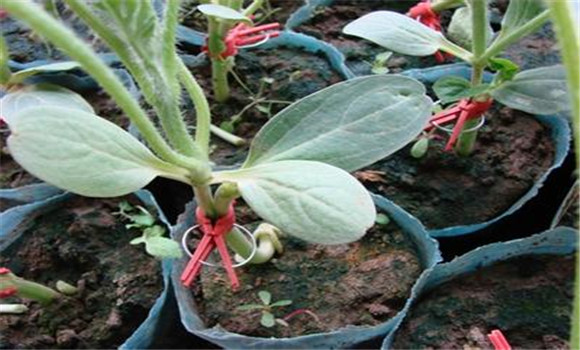 西瓜嫁接栽培技術(shù)，如何防治西瓜枯萎病