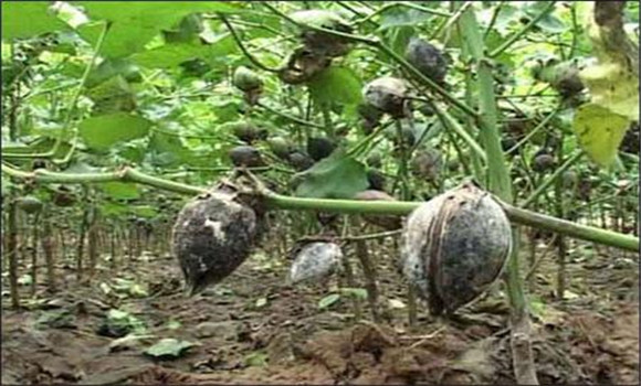 防治棉花爛鈴十大方法