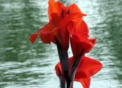 美人蕉的養(yǎng)殖，美人蕉的繁殖方法