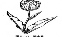 郁金香如何養(yǎng)殖，郁金香的養(yǎng)殖方法