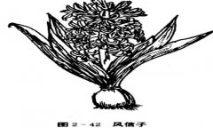 如何養(yǎng)殖風(fēng)信子，風(fēng)信子的養(yǎng)殖方法