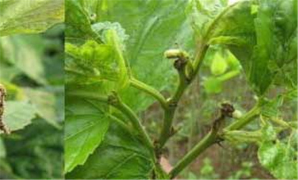 桑樹蟲害用什么藥、怎么防治