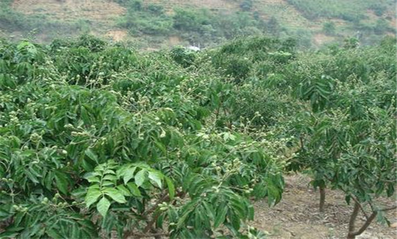 種植黃皮怎么管理？