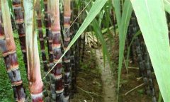 甘蔗什么時候成熟 甘蔗的產(chǎn)地在哪里？