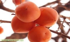 柿子的功效與作用有哪些？