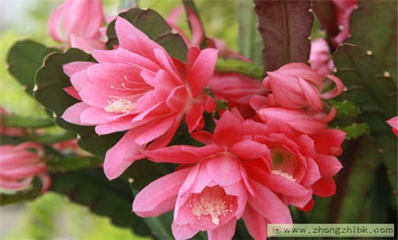 怎樣使令箭荷花開(kāi)花多?