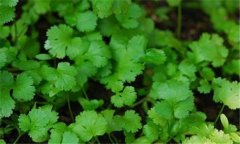 香菜常見病害有哪些，如何防治