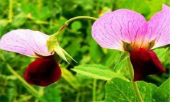 家中植物擺放有什么風(fēng)水講究嗎