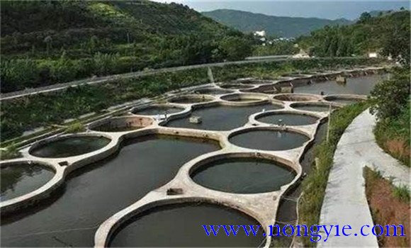 如何在池塘飼養(yǎng)羅非魚，羅非魚飼養(yǎng)方法