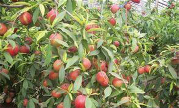 大棚種植桃樹怎么管理？