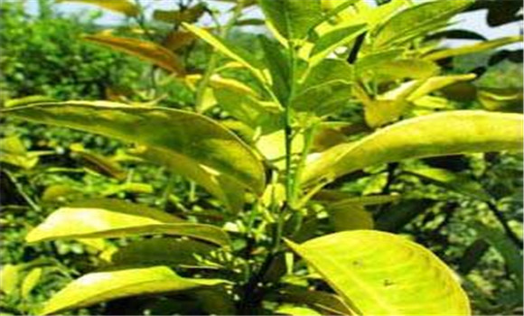 柑橘種植之黃化樹(shù)如何恢復(fù)樹(shù)勢(shì)