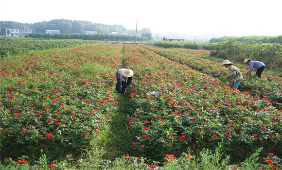 月季花的扦插，月季花的冬季扦插技術(shù)