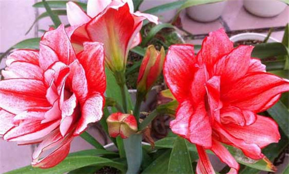 盆栽朱頂紅怎么養(yǎng)？