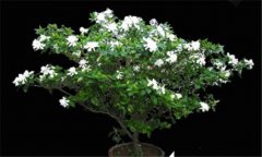 盆栽梔子花的養(yǎng)殖方法,梔子花的養(yǎng)殖方法要點(diǎn)