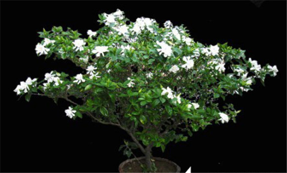 盆栽梔子花的養(yǎng)殖方法，梔子花的養(yǎng)殖方法要點(diǎn)