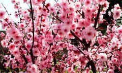 梅花扦插技術(shù)，梅花扦插繁殖方法