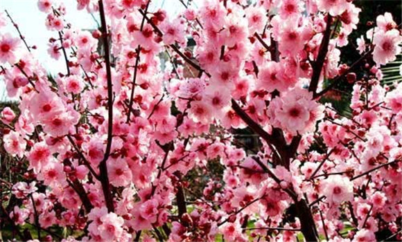 梅花扦插技術(shù),梅花扦插繁殖方法