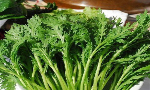 茼蒿種植技術(shù)要點(diǎn)，如何種植茼蒿