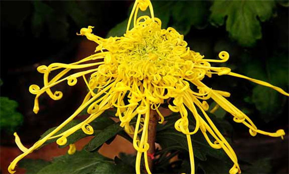 盆栽菊花怎么養(yǎng)才好？