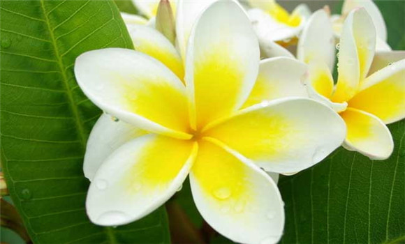 盆栽雞蛋花怎么養(yǎng)?