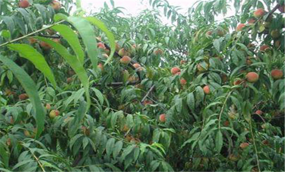 桃樹有那些種植方法？