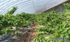 櫻桃病蟲害有哪些 櫻桃病蟲害防治技術(shù)