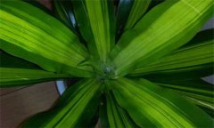 盆栽富貴竹怎么養(yǎng)？