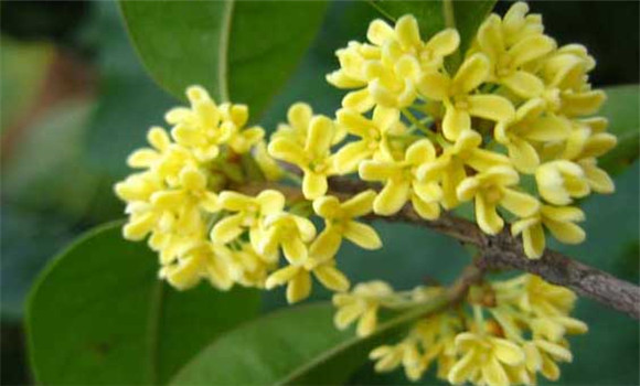 四季桂什么時(shí)候開花？