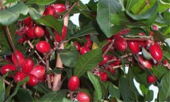 神秘果是什么植物，如何才能栽培好