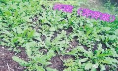 薺菜的功效是什么？薺菜的功效與作用