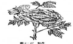 牡丹花的種植方法，如何種植牡丹花