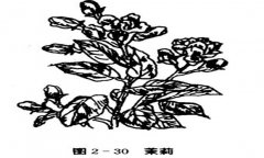 茉莉花種植技術(shù)，如何種植茉莉花