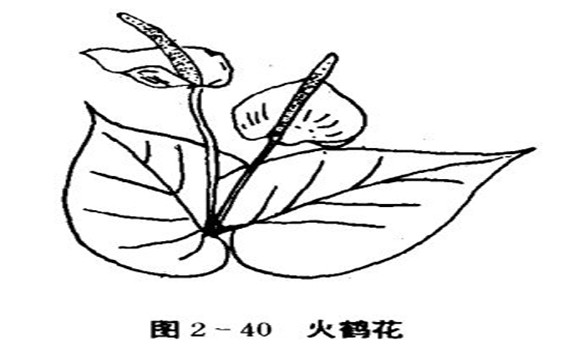 火鶴花怎么養(yǎng),怎么養(yǎng)火鶴花效果好