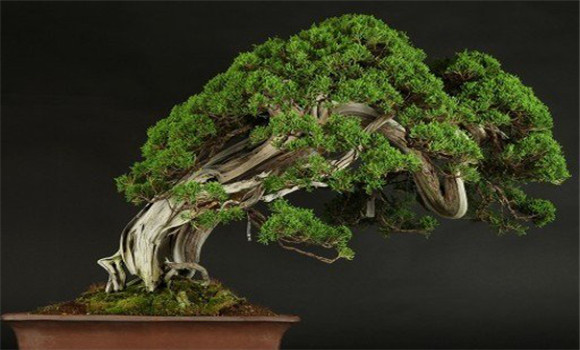 盆景換土?xí)r間、年限、根系處理等方法