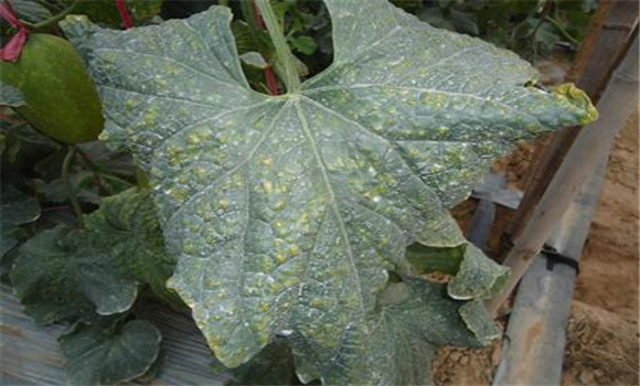 哈密瓜細菌性葉斑病的診治