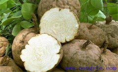 葛根的藥用價值、食用價值及其他綜合利用價值