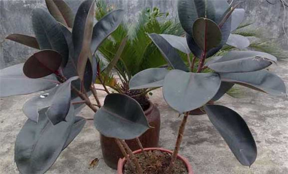 盆栽橡皮樹怎么養(yǎng)？