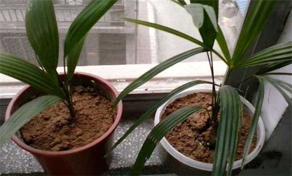 盆栽棕櫚樹怎么養(yǎng)？