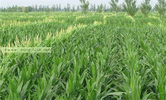 影響玉米產(chǎn)量的外界因素是什么