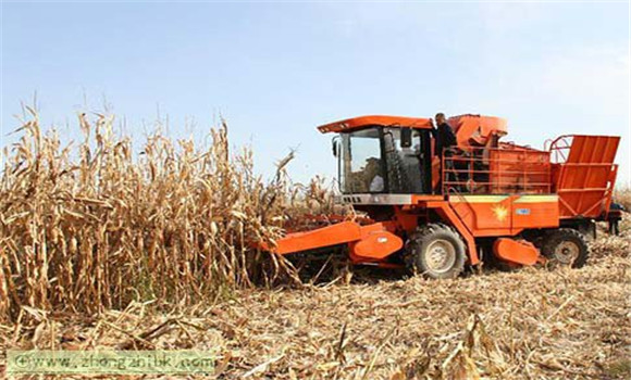 玉米根系結構與功能有哪些特點