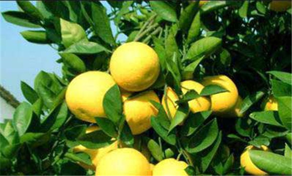 胡柚有哪些常見病蟲害？