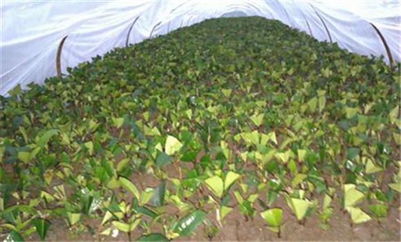 什么時候扦插桂花最佳？