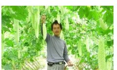 怎樣種植苦瓜，苦瓜種植方法與技術要點
