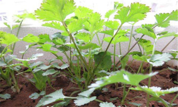 陽臺香菜的種植方法，陽臺香菜怎么種