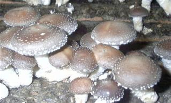 如何種植香菇：香菇種植管理技術(shù)六要點