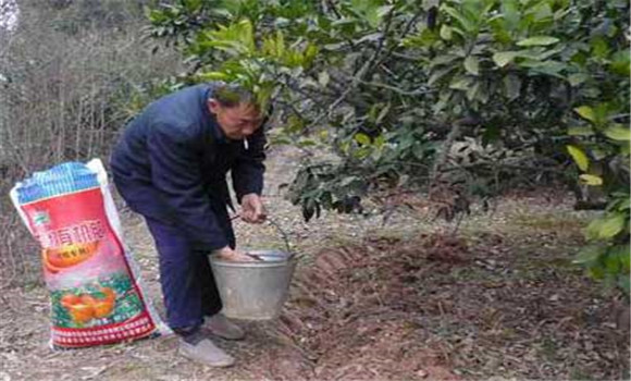 種植柑橘有哪些施肥方法？