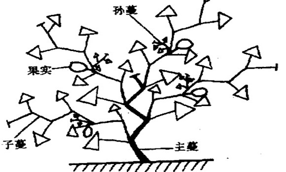 大、中棚香瓜