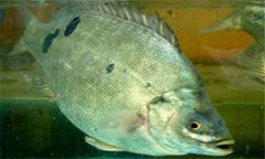 石斑魚是淡水魚嗎？石斑魚有哪些種類？