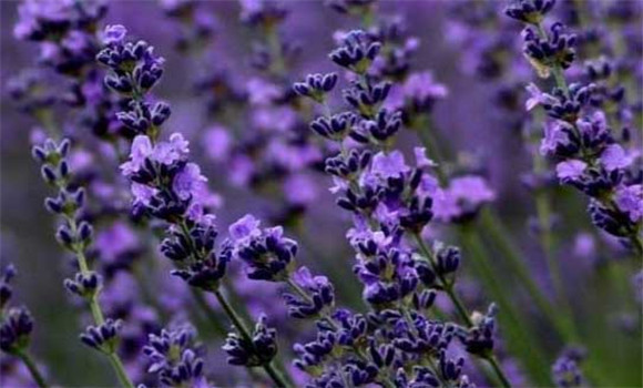 盆栽薰衣草怎么養(yǎng)？