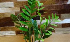 盆栽金錢樹怎么養(yǎng)？